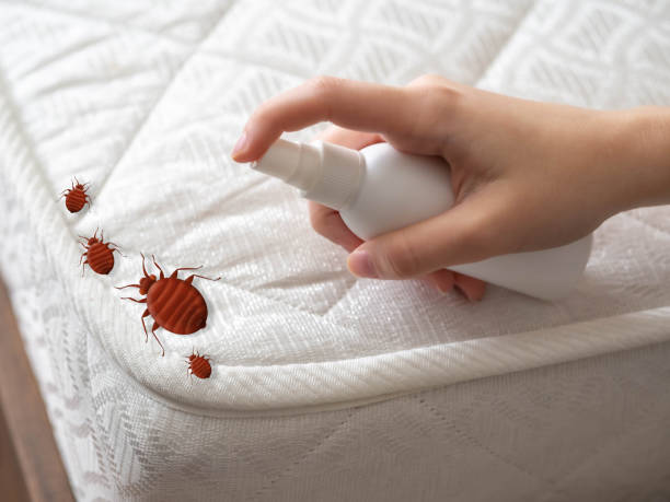 Best Best Pest Control Companies  in Hide A Way Lake, MS
